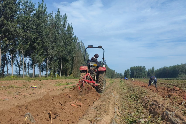 唐山迁西：薯田生金 绘就乡村振兴新图景
