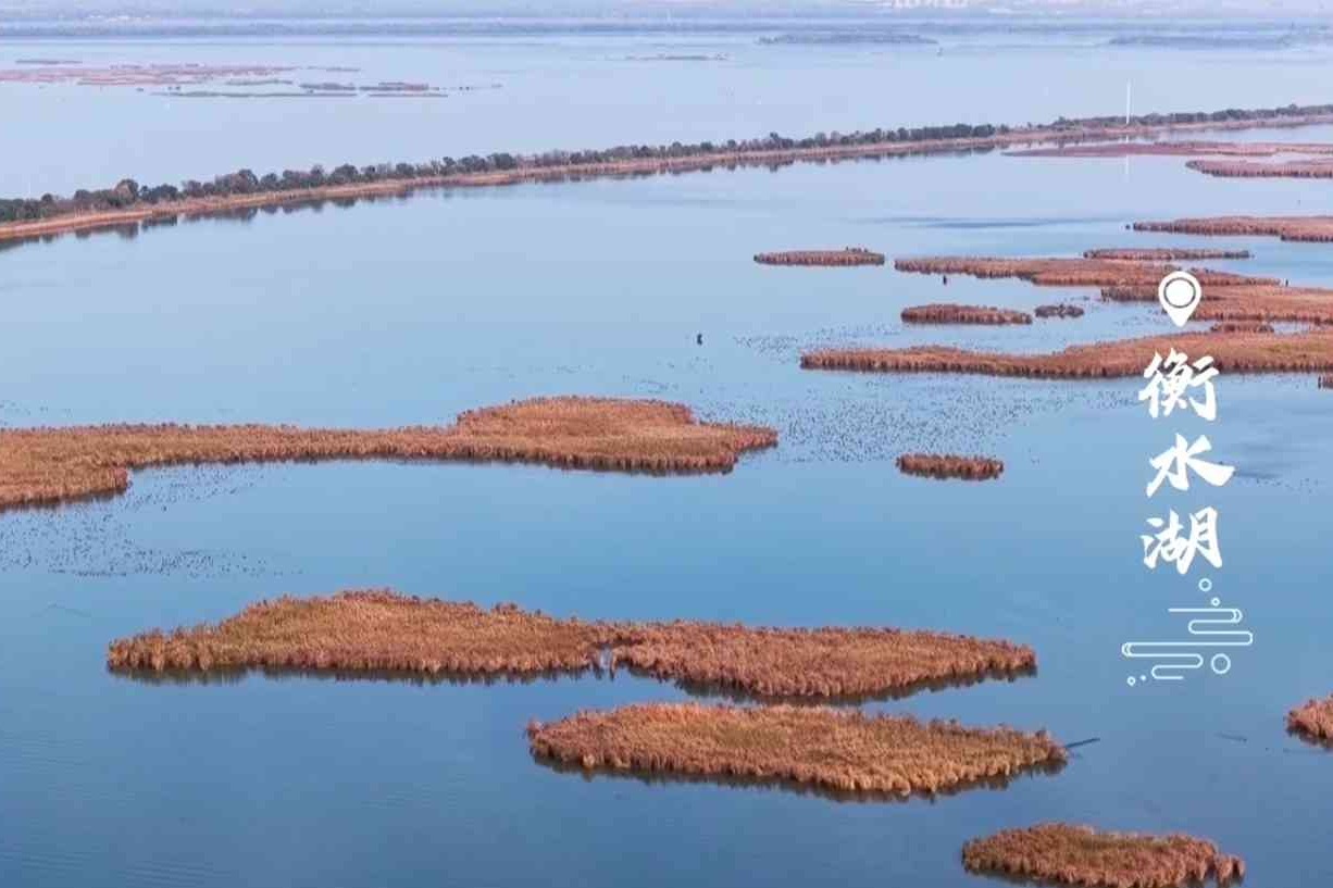 大雁落脚衡水湖 乐享生态之美