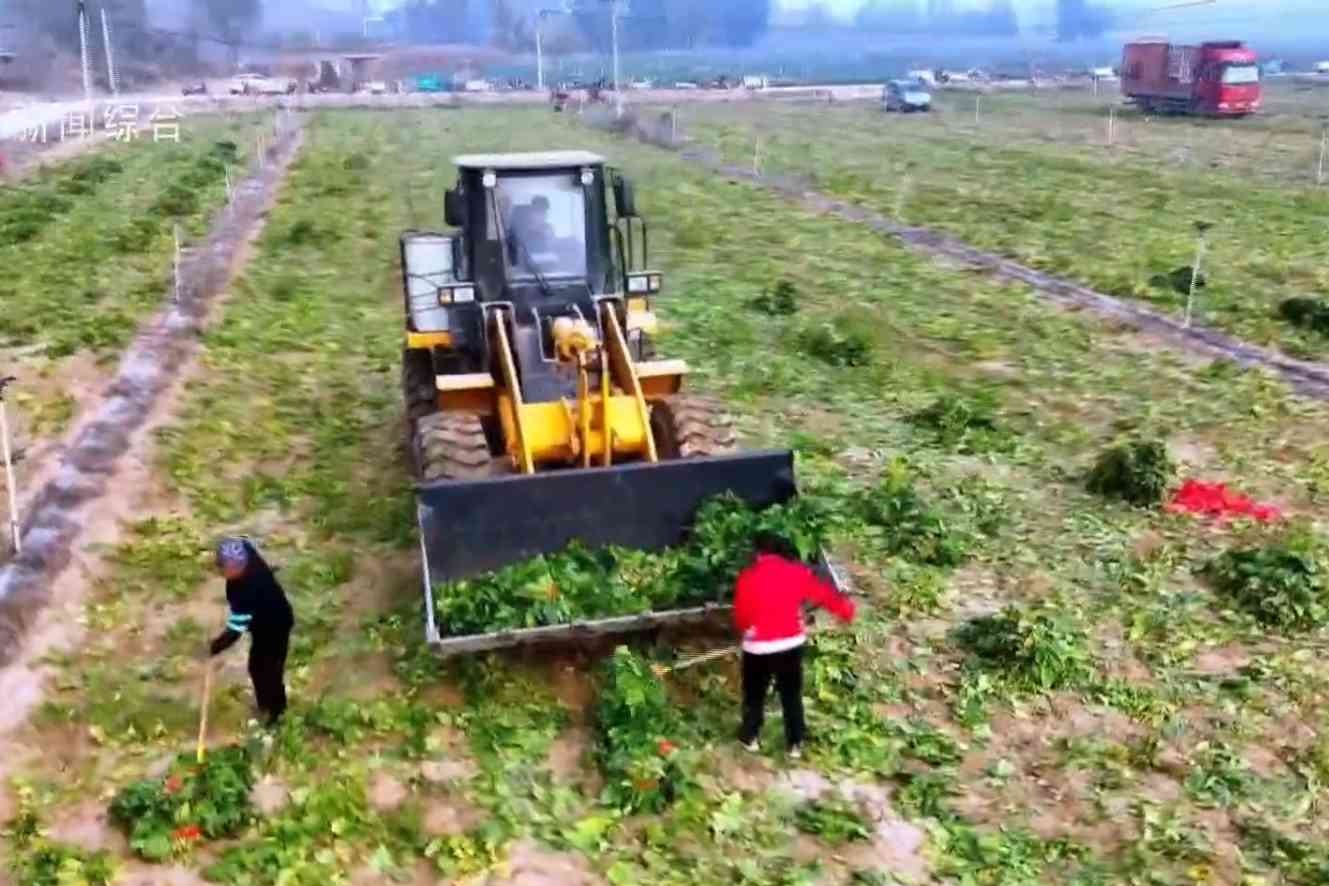 特色农业喜获丰收 “土特产”成乡村振兴强引擎