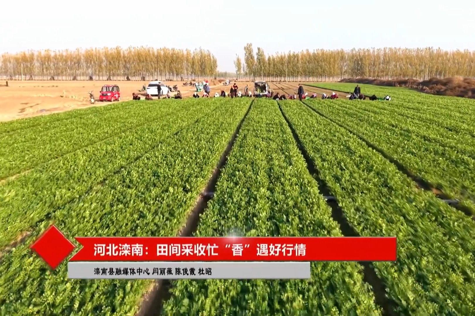微视频丨唐山滦南：田间采收忙“香”遇好行情
