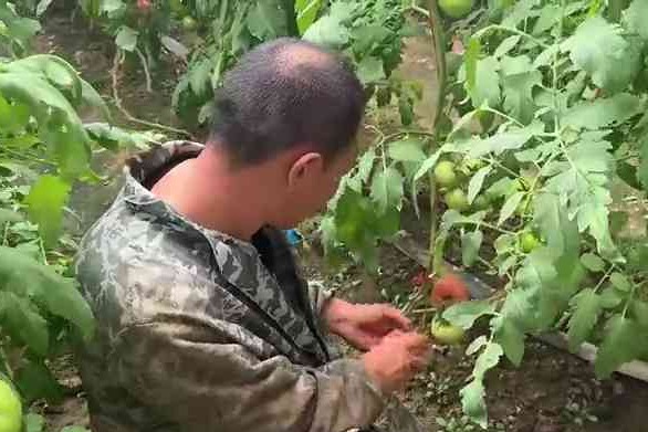 饶阳：硕果盈枝 西红柿喜迎丰收