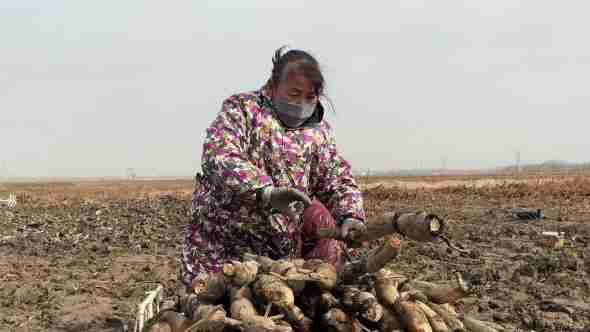 河北大名：初冬鲜藕采收忙