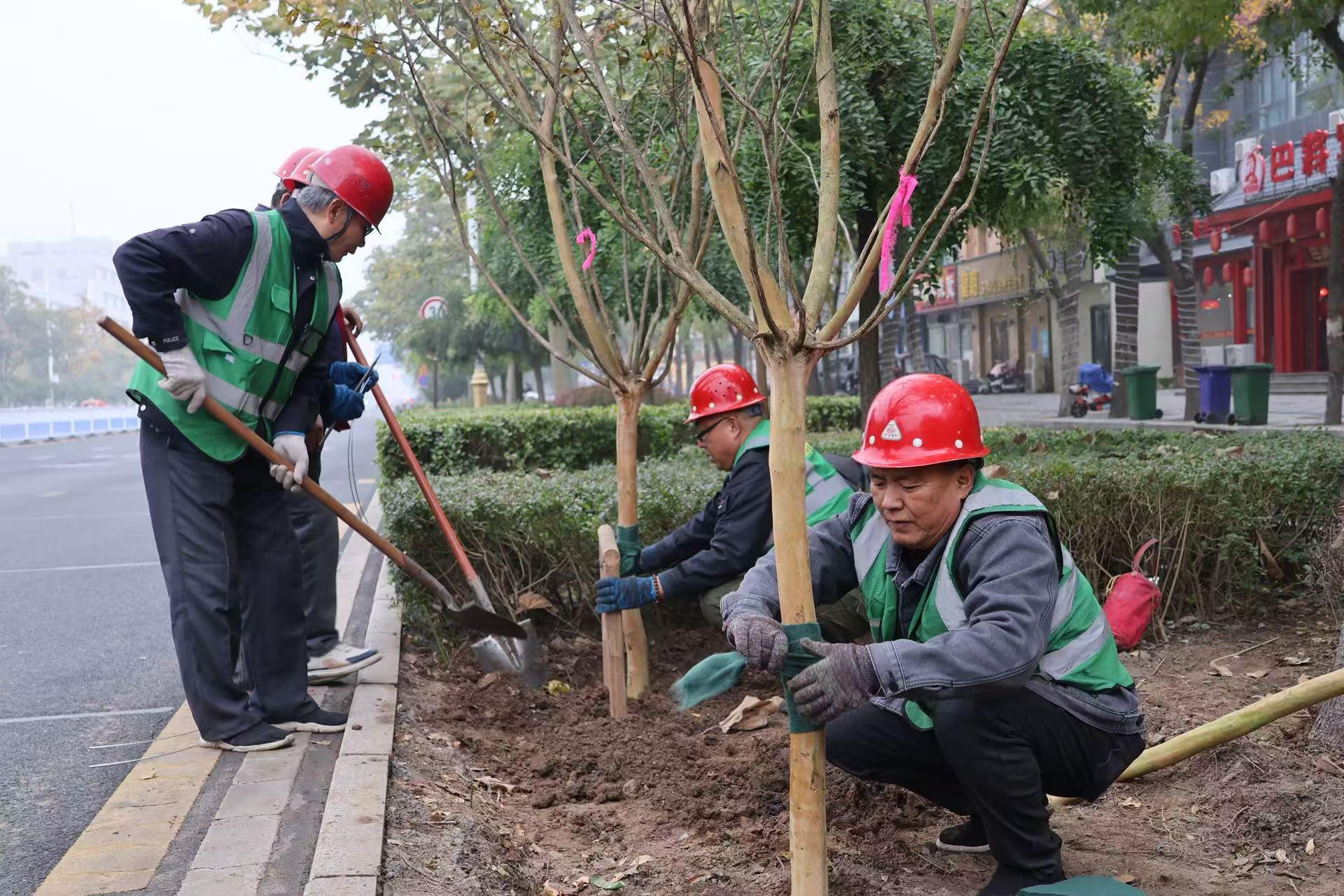 衡水市全面推进今冬明春道路绿化提升工作