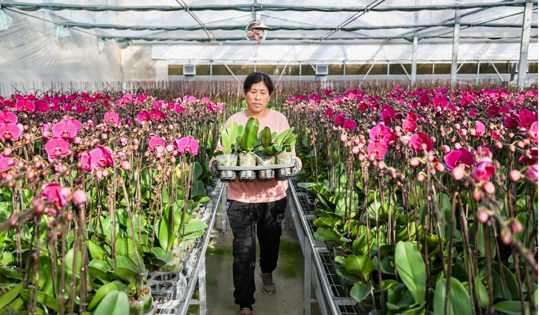 塞上江南 冬日花香