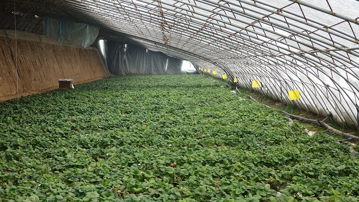 石家庄冬日农文旅融合绘新景