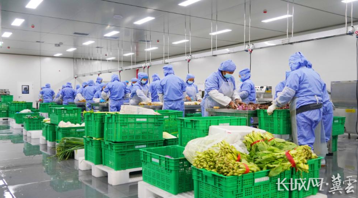 保定市阜平县：净菜产业集群稳步发展 带动群众增收致富