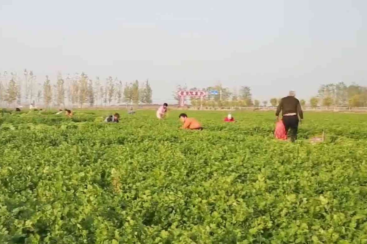 衡水：“一村一品”激活乡村振兴“特色引擎”