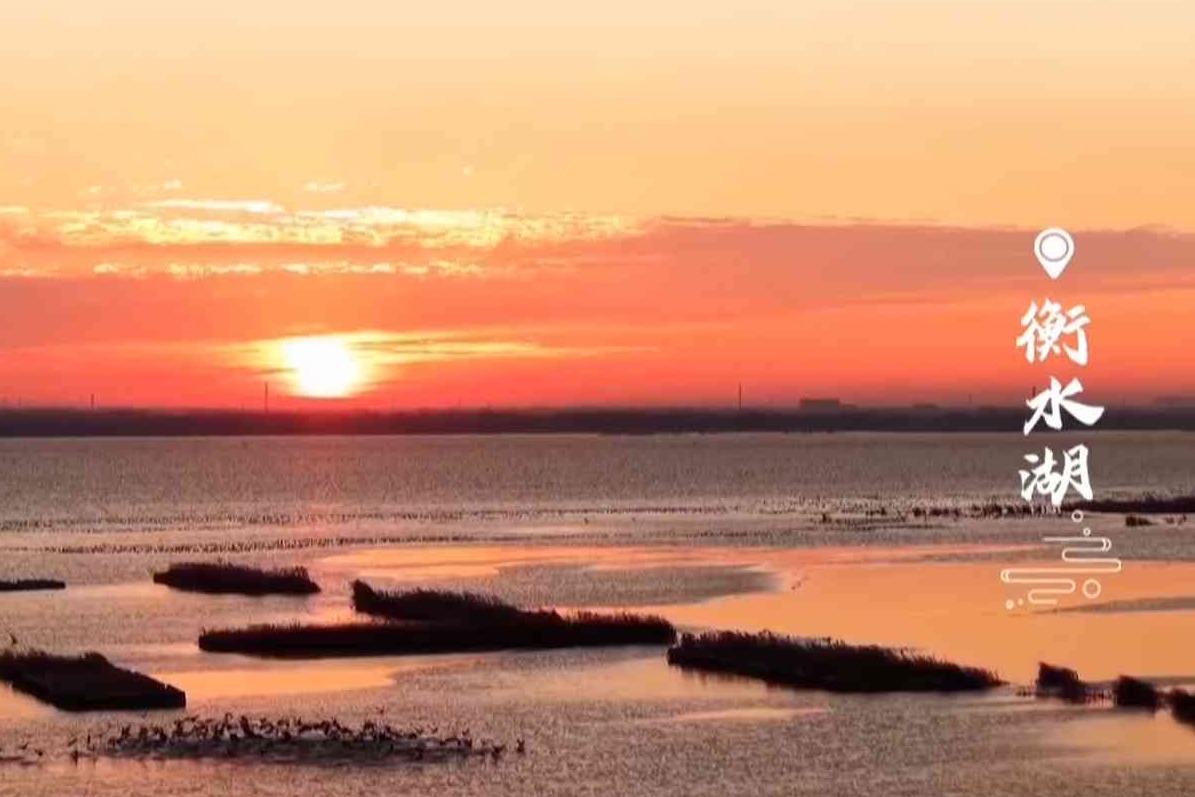 晓日初升衡水湖 万鸟齐飞破霞来