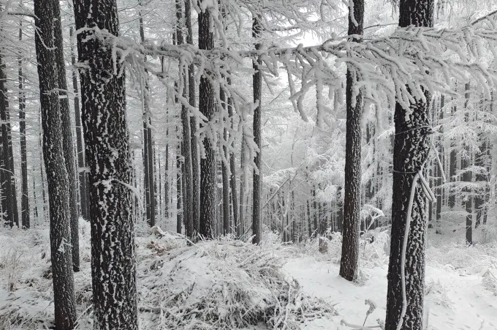 雪落驼梁！石家庄市平山县驼梁风景区迎降雪 云顶银装素裹美如画