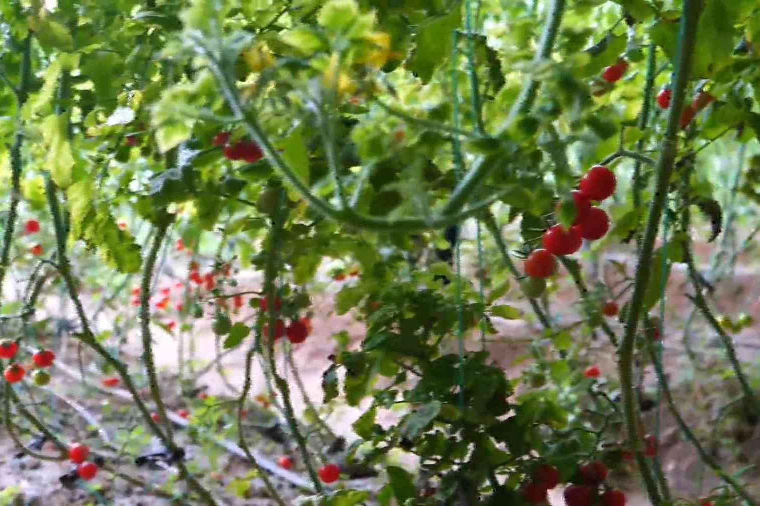 衡水市3条线路入选河北省“冬农趣”休闲农业与乡村旅游线路