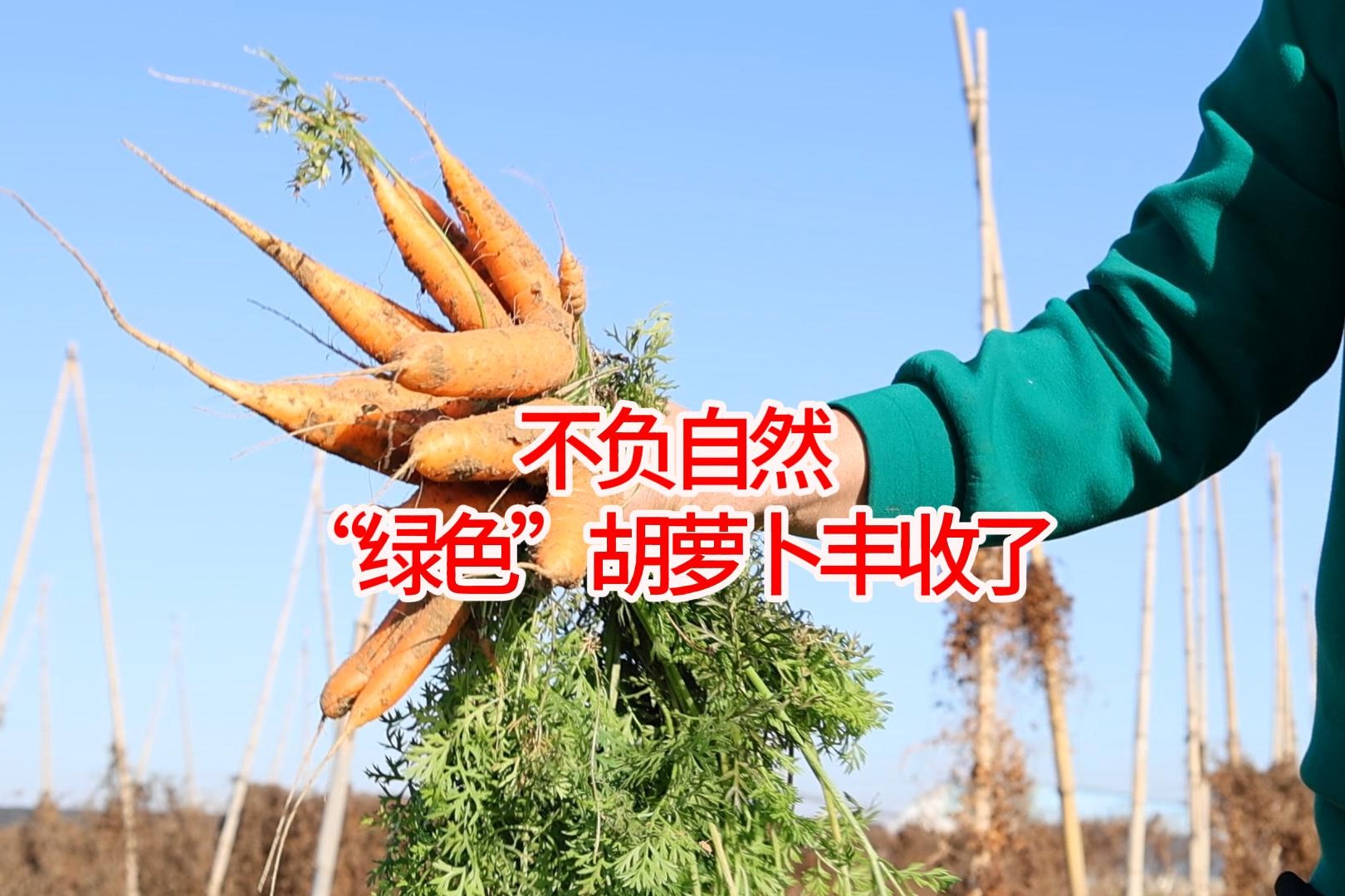 衡水饶阳：胡萝卜丰收了