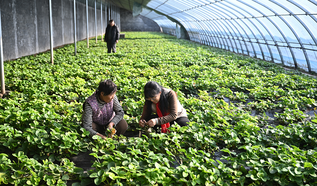 雪后农技指导忙