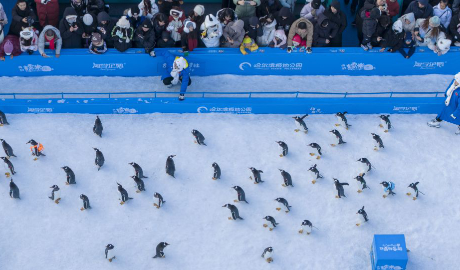 哈尔滨：百只企鹅巡游
