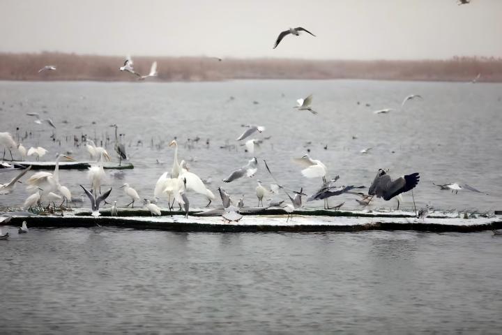 “京津冀最美湿地”衡水湖：候鸟嬉雪游人欢