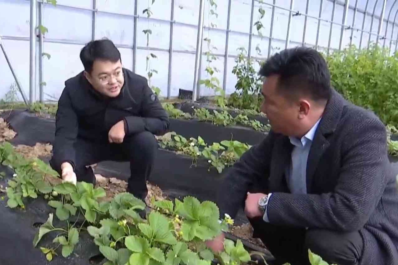 衡水市各地精准施策护航雪后农业生产