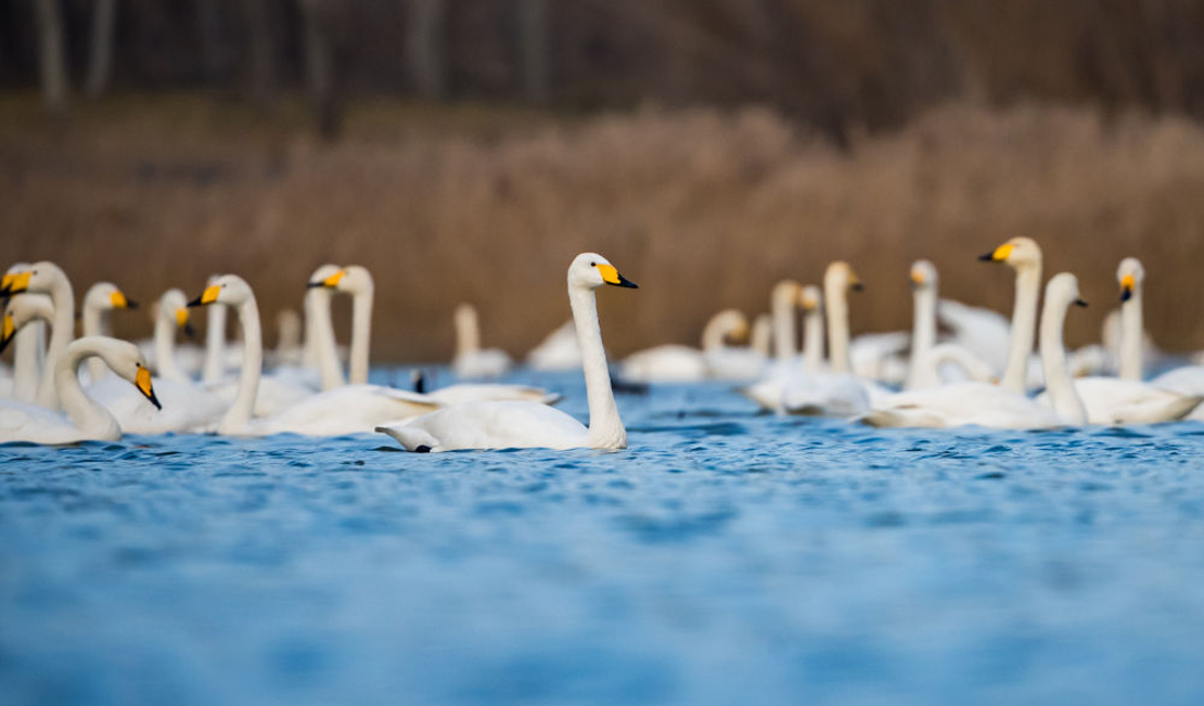 河南三门峡：白天鹅“回家”过冬