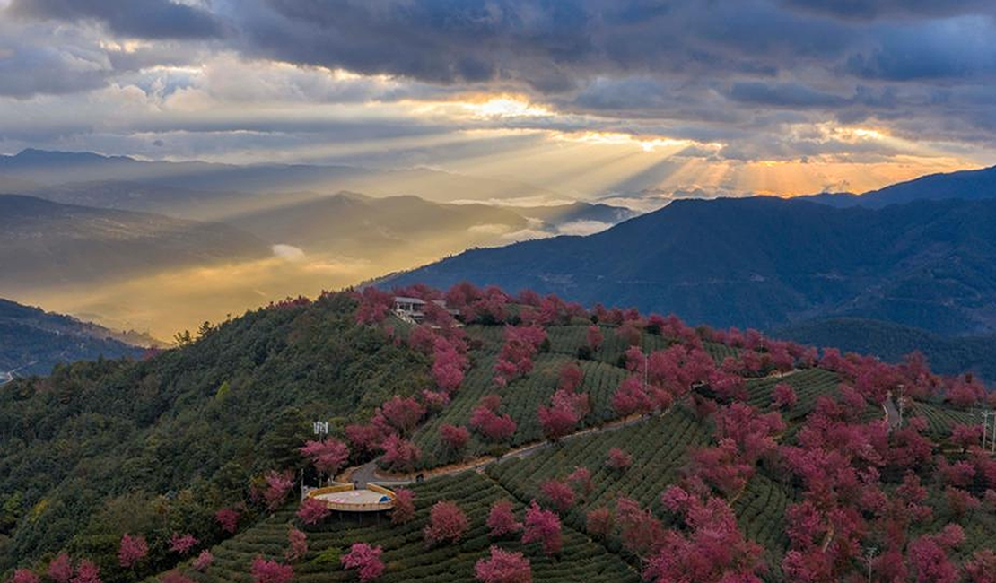 美丽中国丨云南南涧：无量山冬樱花绽放