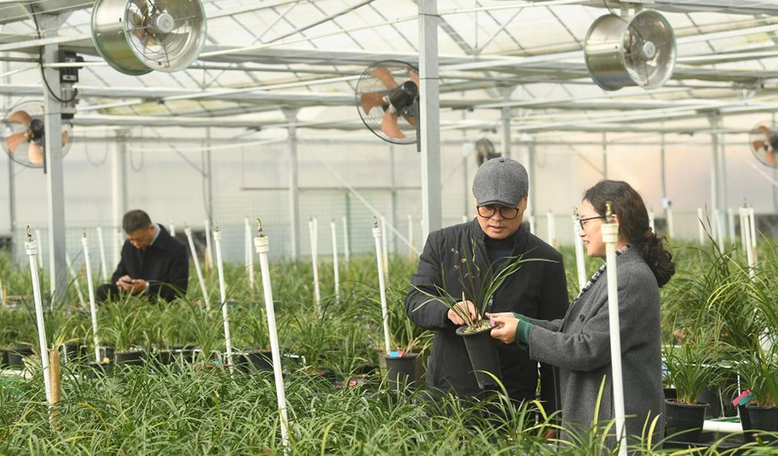 浙江绍兴：乡村兰苑花飘香