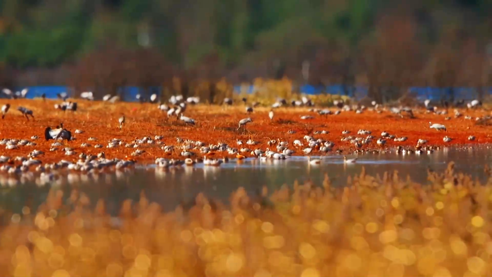 移轴镜头下的越冬候鸟