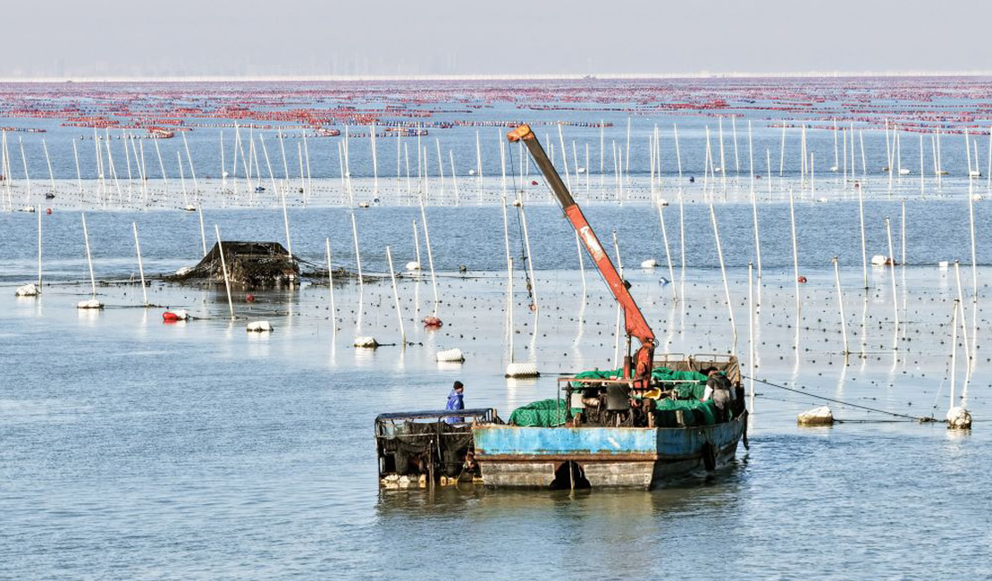 江苏连云港：“海上菜园”冬收忙
