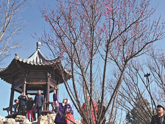 石家庄：寒梅吐蕊迎客