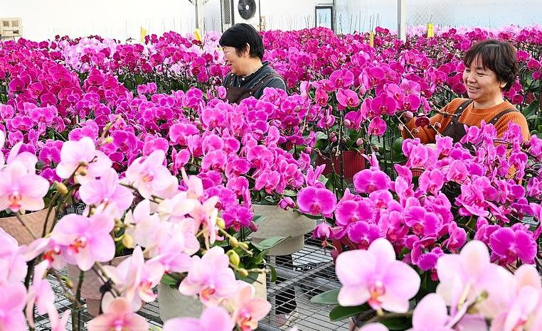 “美丽经济”助力乡村振兴