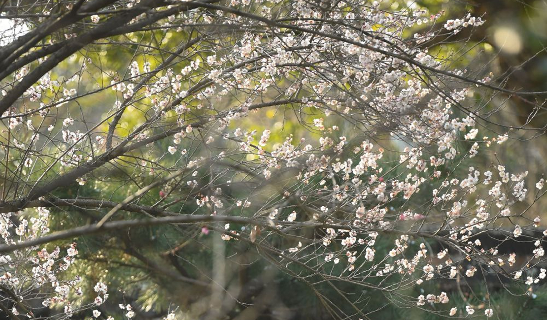 杭州：灵峰探梅