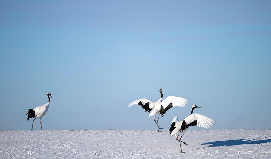 鹤舞冬日