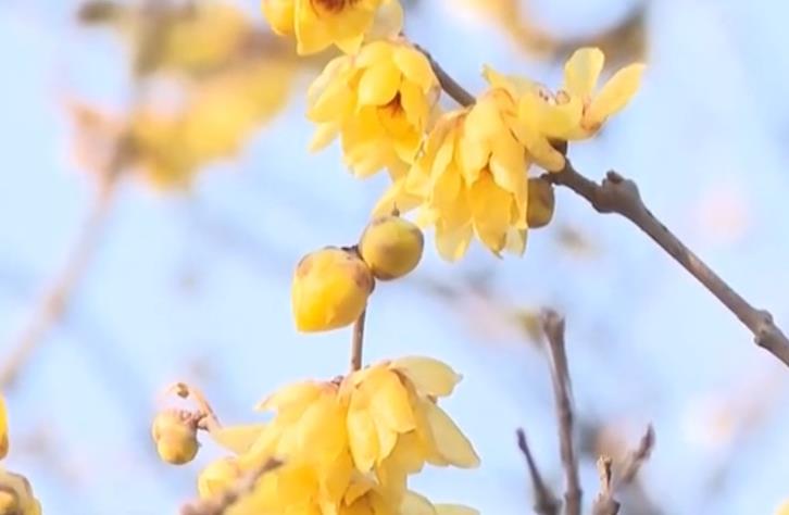 河北石家庄：三百年古蜡梅寒冬绽放