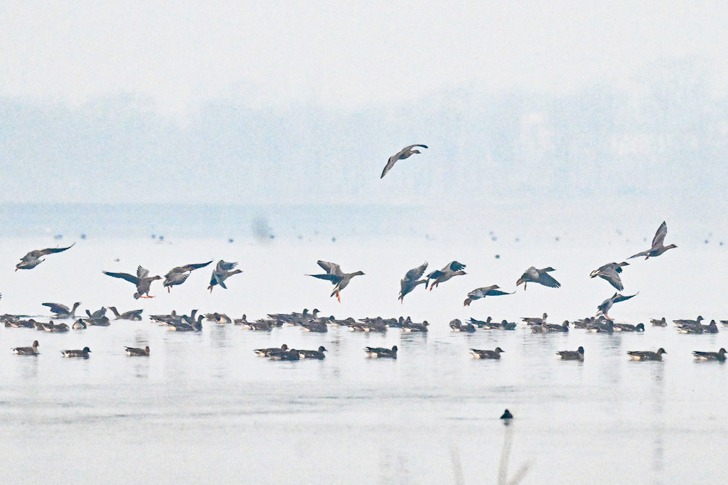 湿地雁影舞翩跹