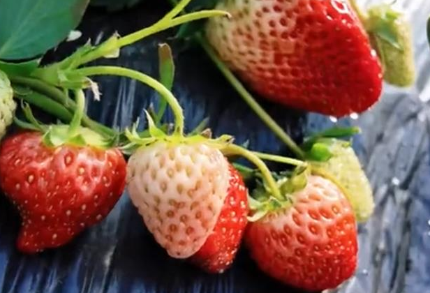 石家庄行唐：冰天雪地里的暖棚果香