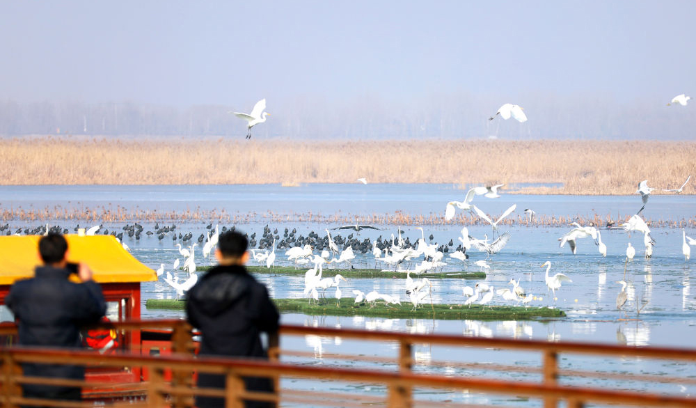 6万余只鸟儿云集衡水湖 上演冬日生态奇趣