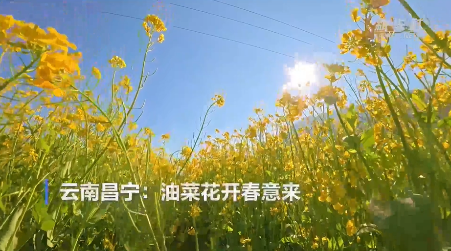 云南昌宁：油菜花开春意来
