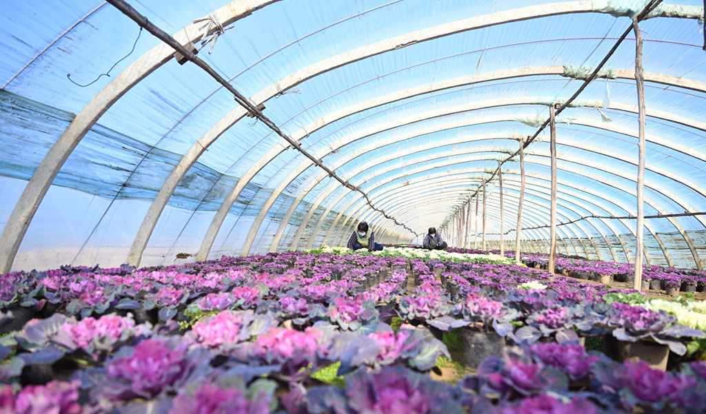 “鲜花经济”拓宽致富路