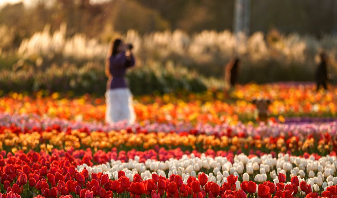 新春走基层|“春城”赏花正当时 多彩“颜值”变产值