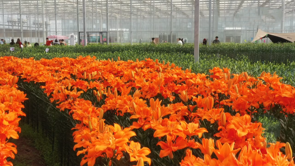 河北徐水：百合花开春意浓