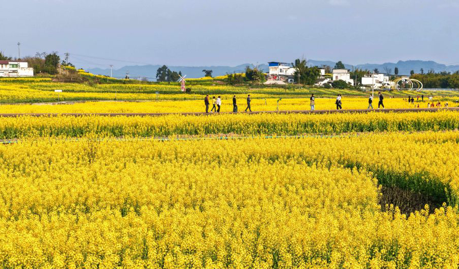 油菜花开春意浓