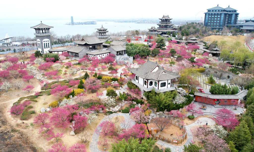 二月梅花迎春开
