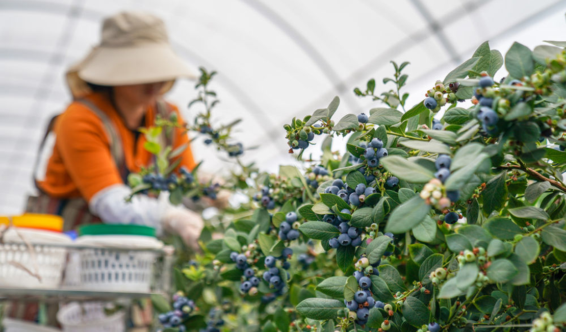 云南蒙自：联农带农兴产业 蓝莓飘香海内外