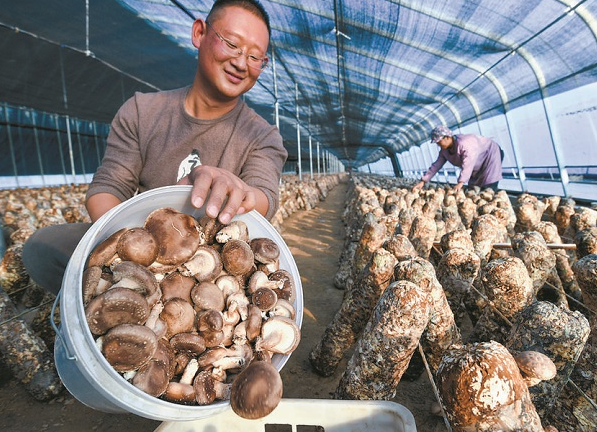 丰富京津“菜篮子” 鼓起农民“钱袋子”——“石家庄净菜”兴产业惠民生