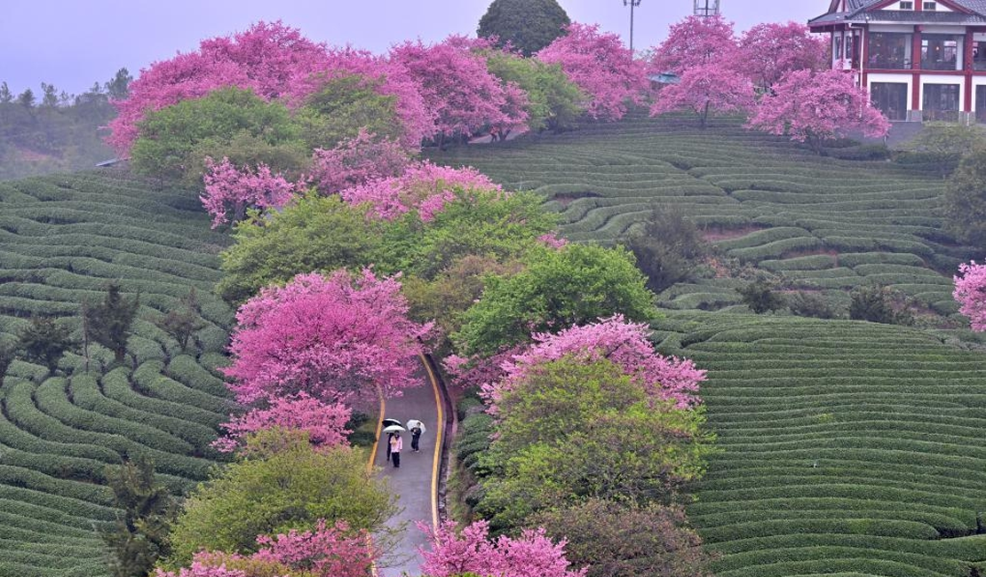 樱花绽放激活“春日经济”