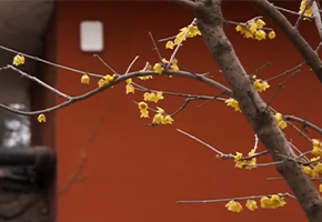 石家庄正定：暗香浮动满古城