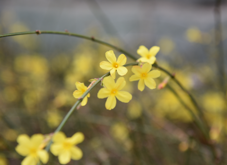 雪落春枝俏 白雪映黄花