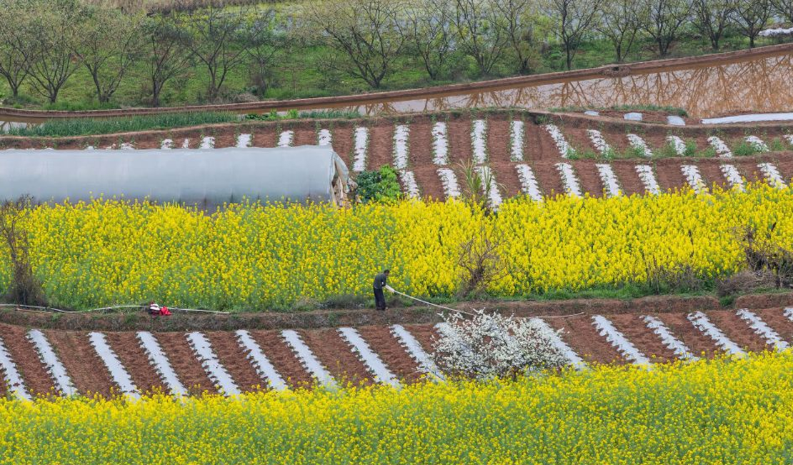 四川荣县：乐德红土地 春日调色板