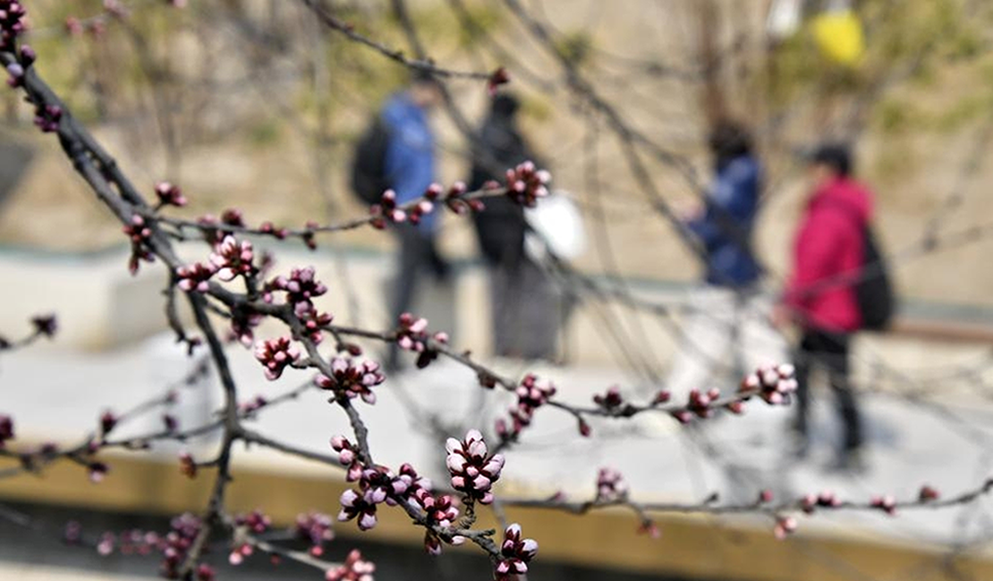 春到京城探桃花