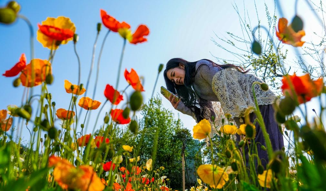 春城繁花引客来