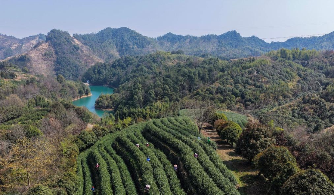 浙江武义：中国有机茶之乡春茶全面开采