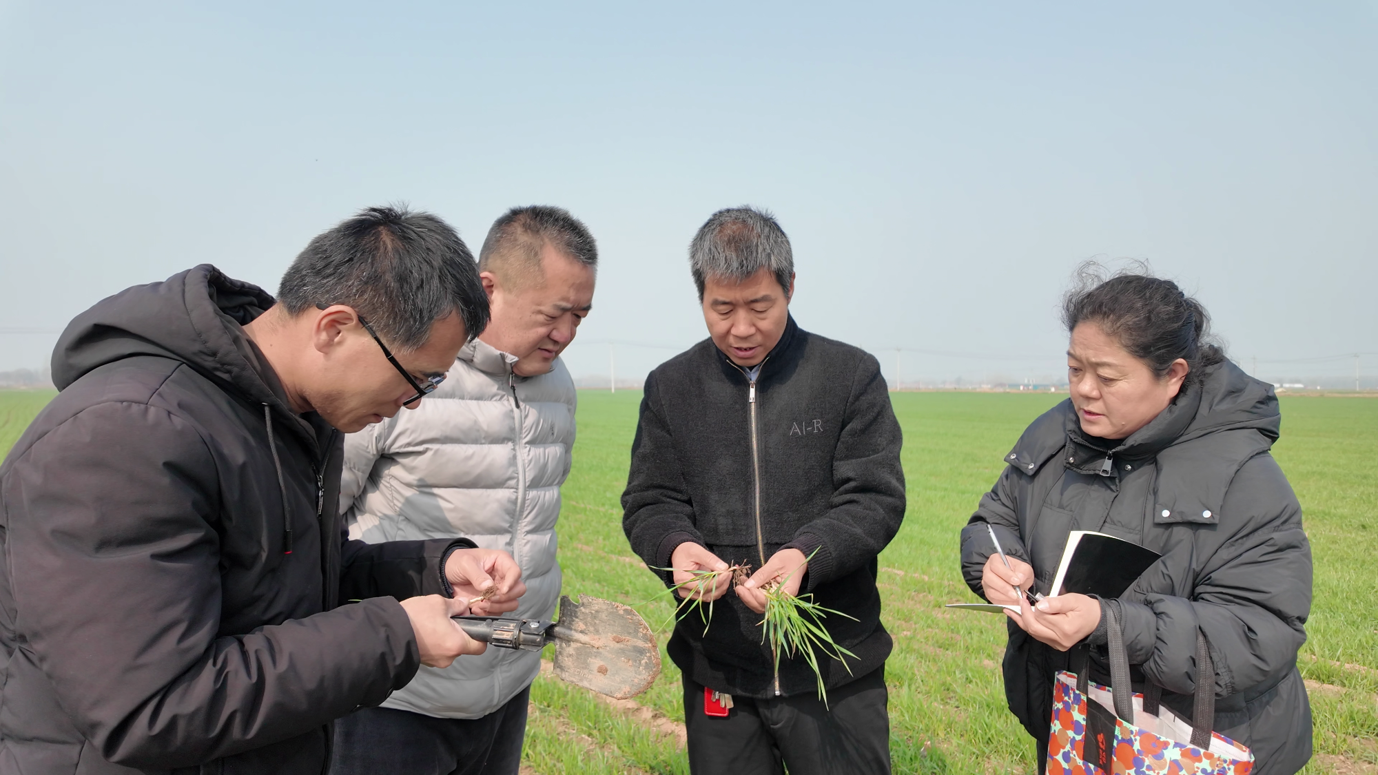 河北大名：农技人员田间“把脉” 指导小麦春管