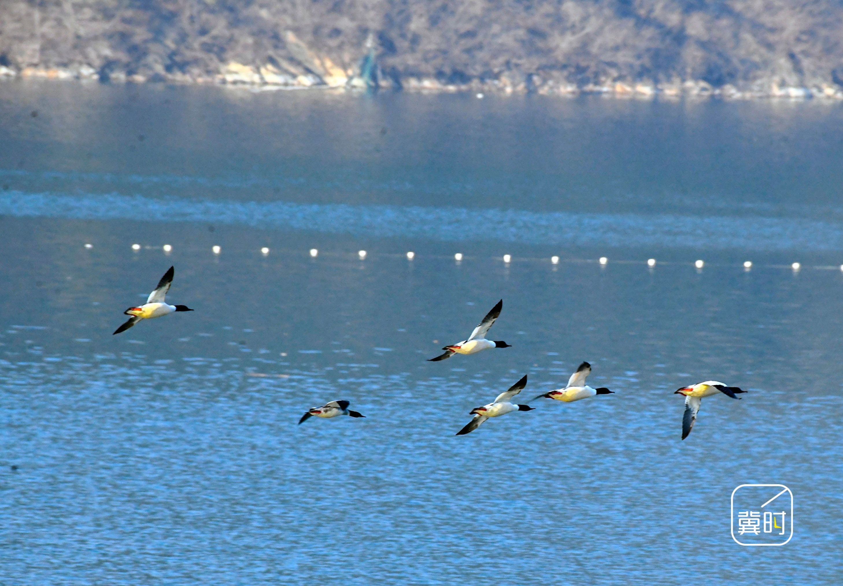 唐山遵化：冰消雪融水鸟飞