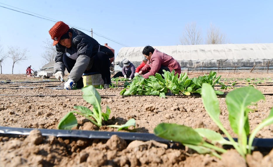 春好正是耕种时